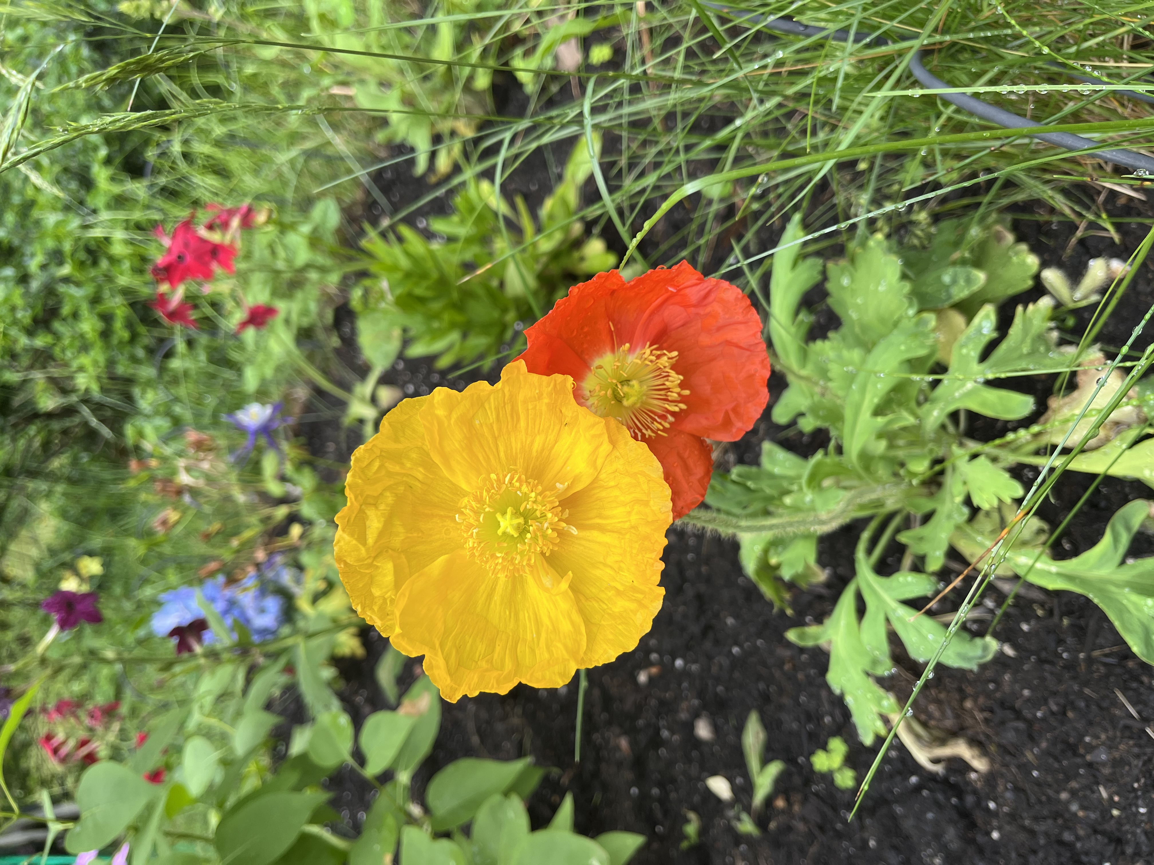 Flowers in a garden