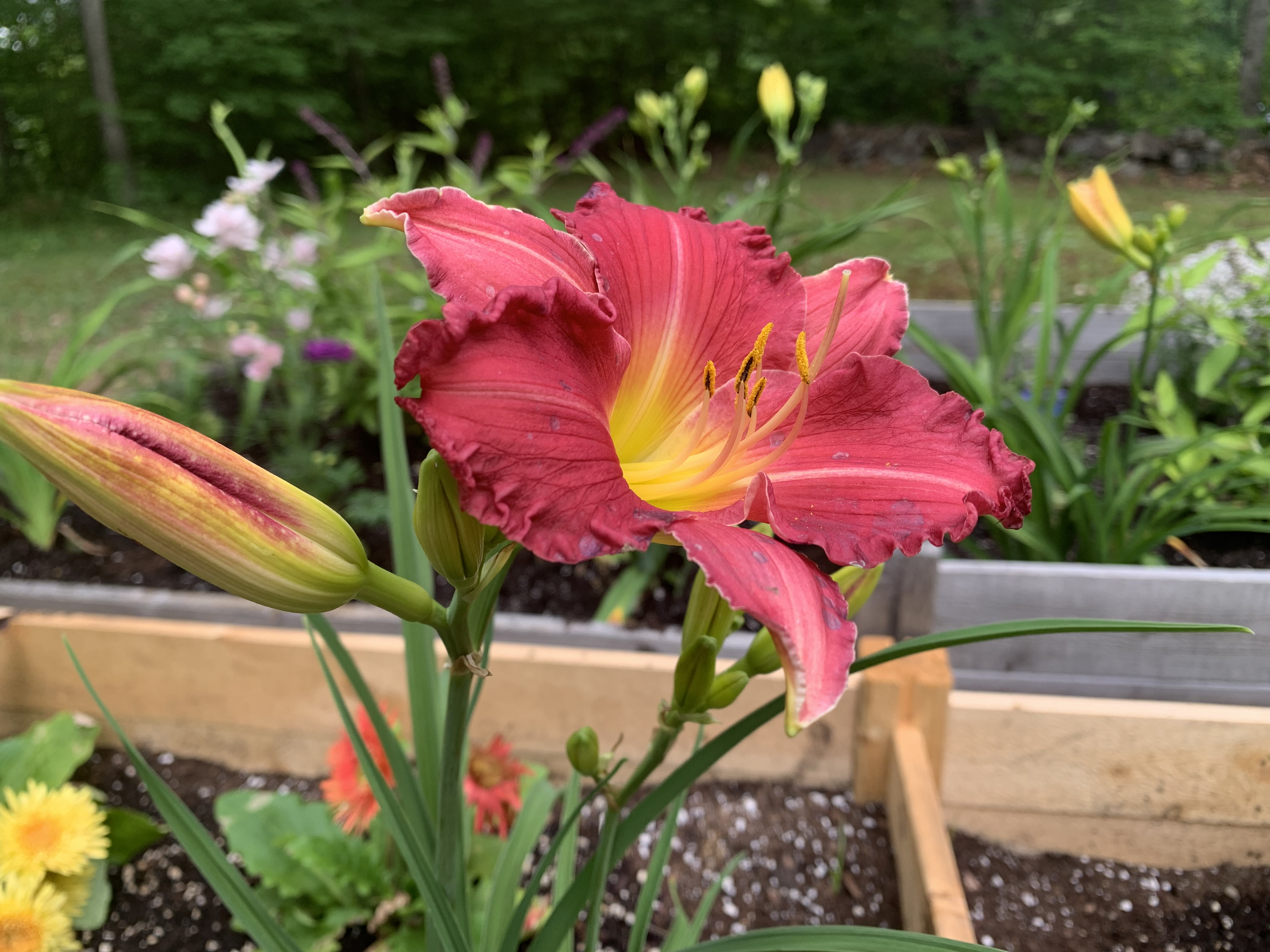 Flowers in a garden