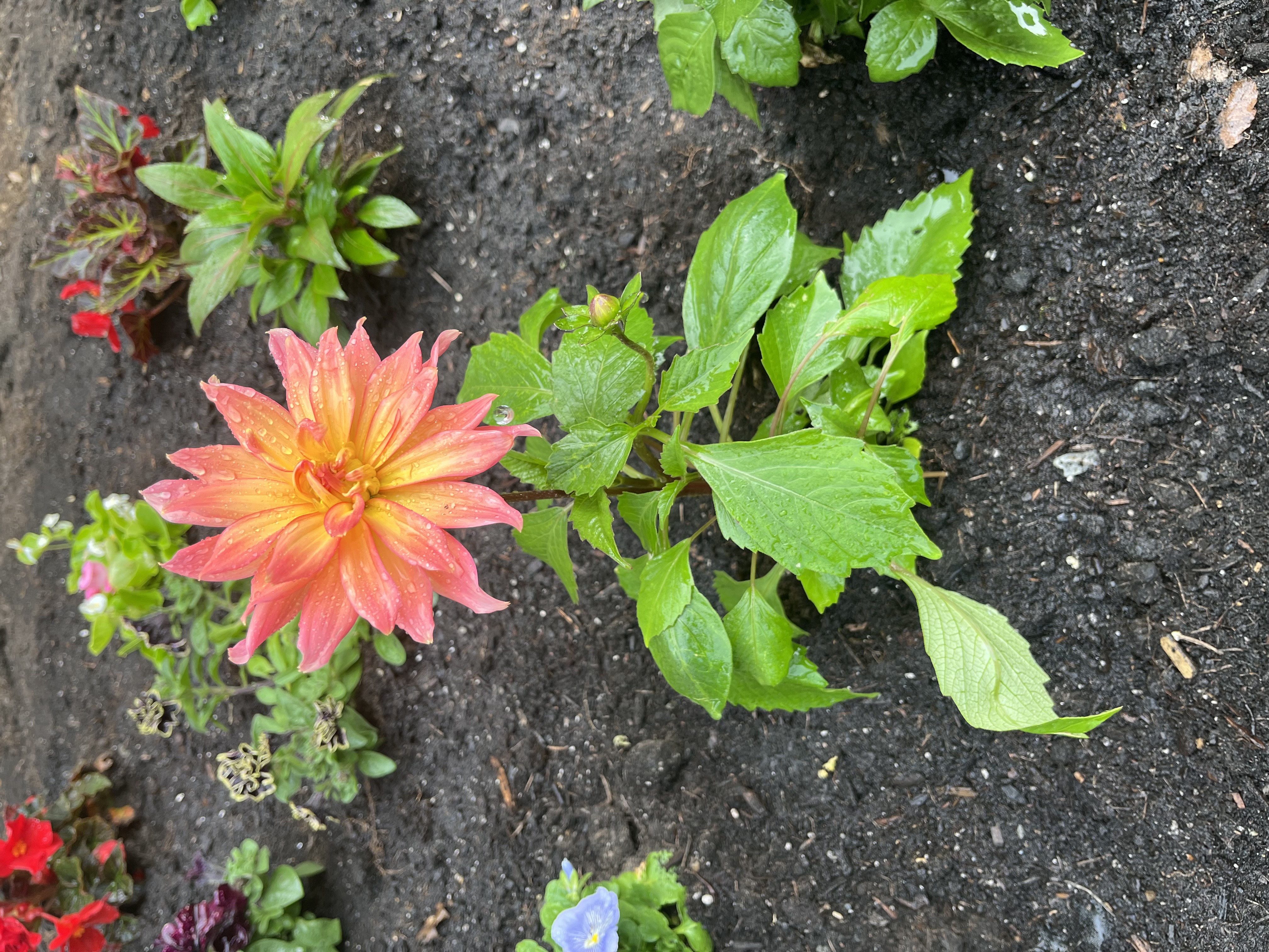 Flowers in a garden