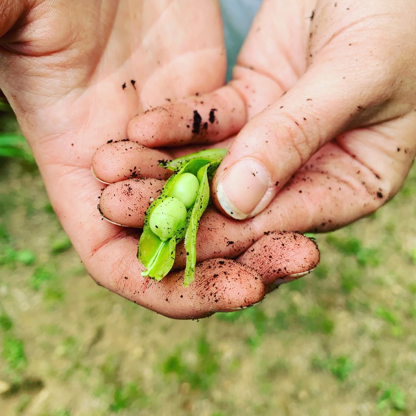 Fresh from the soil